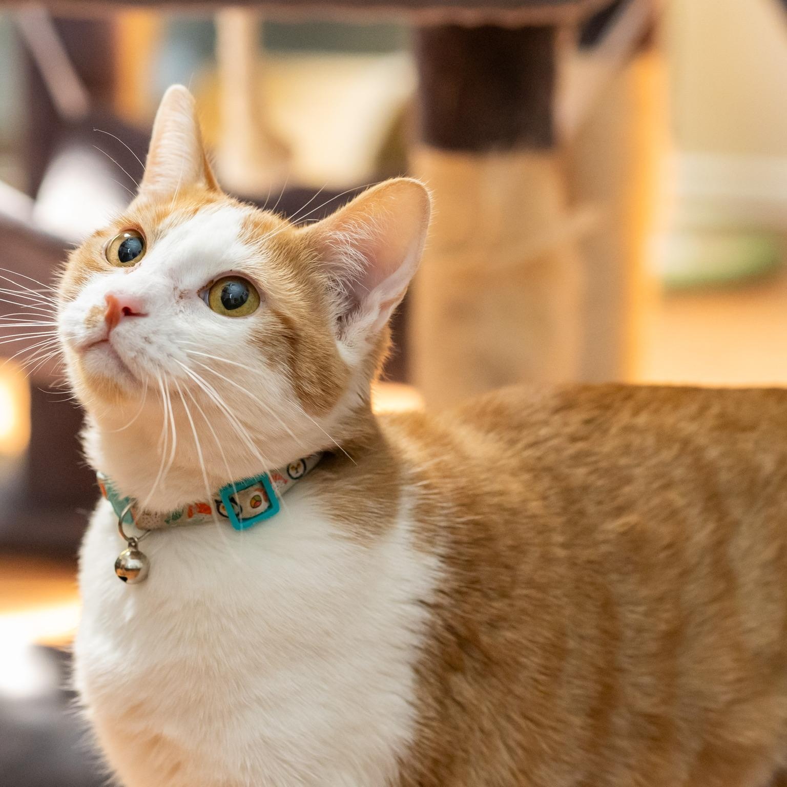 Enlarge Whiskers, a Adoptable American Shorthair in Plano, TX image 2/5