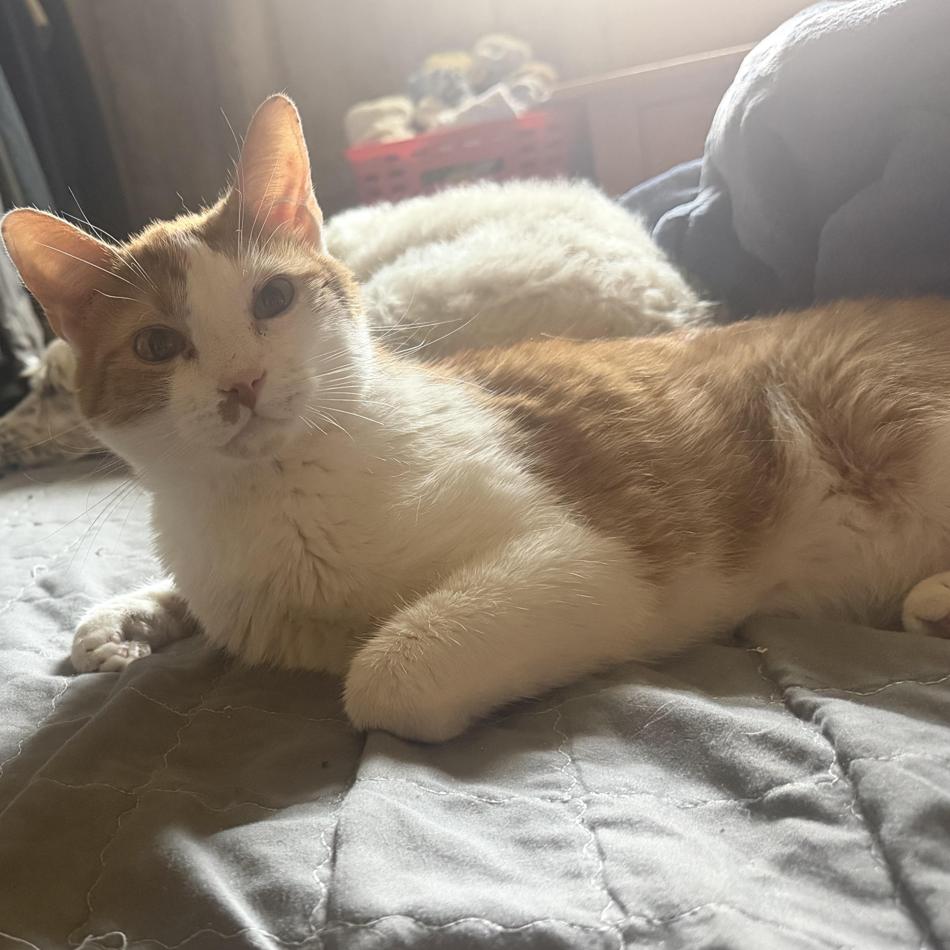 Enlarge Whiskers, a Adoptable American Shorthair in Plano, TX image 1/6