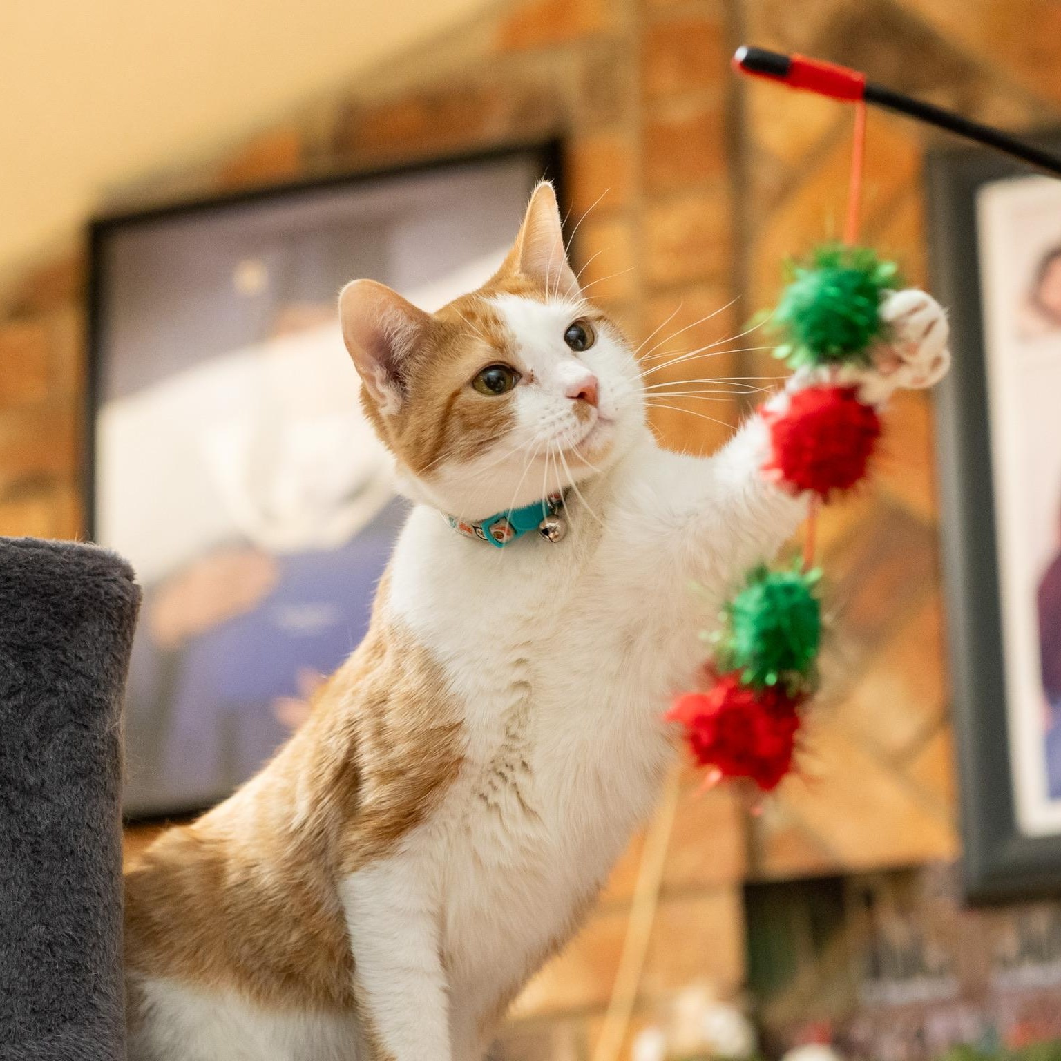 Enlarge Whiskers, a Adoptable American Shorthair in Plano, TX image 5/5