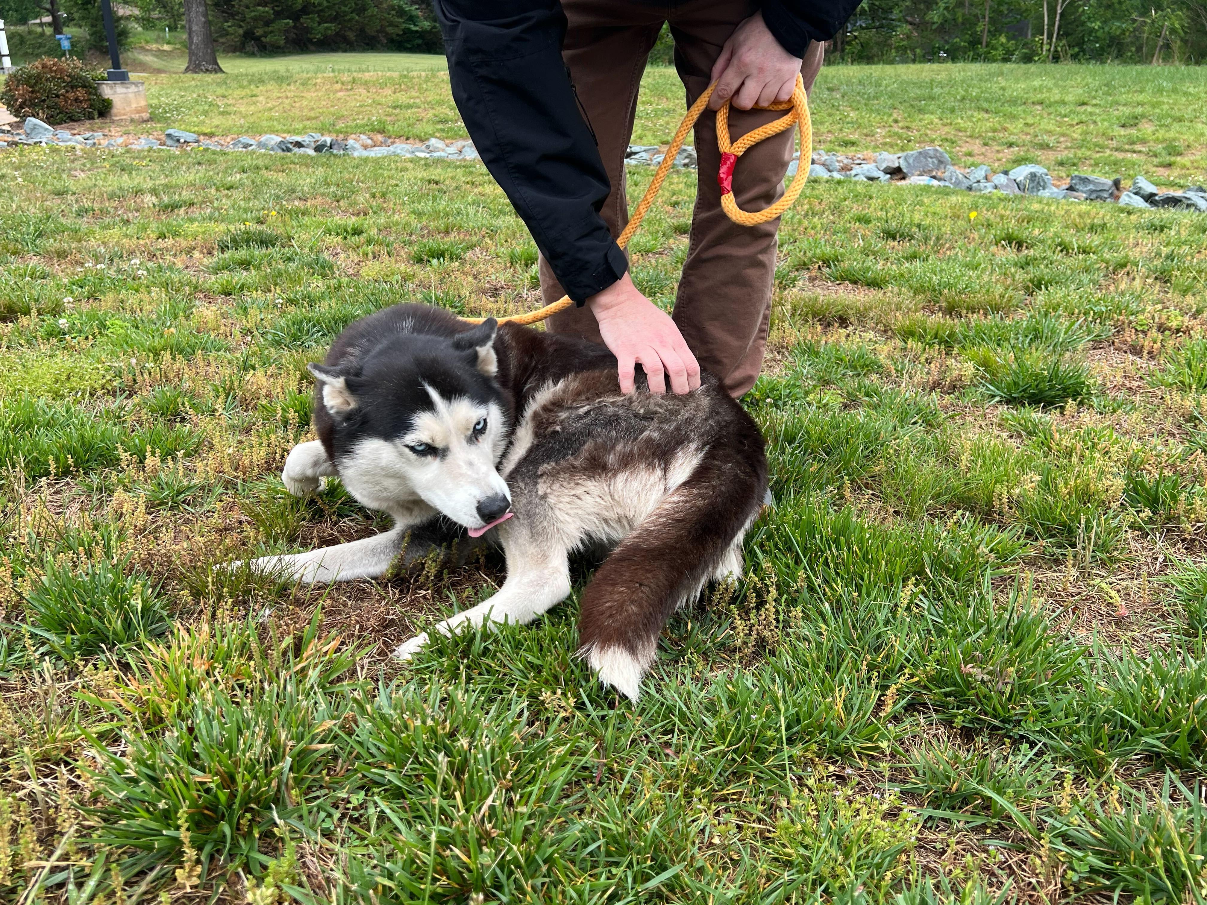 Juno, a ADOPTABLE Siberian Husky in Maidens, VA image 1/5