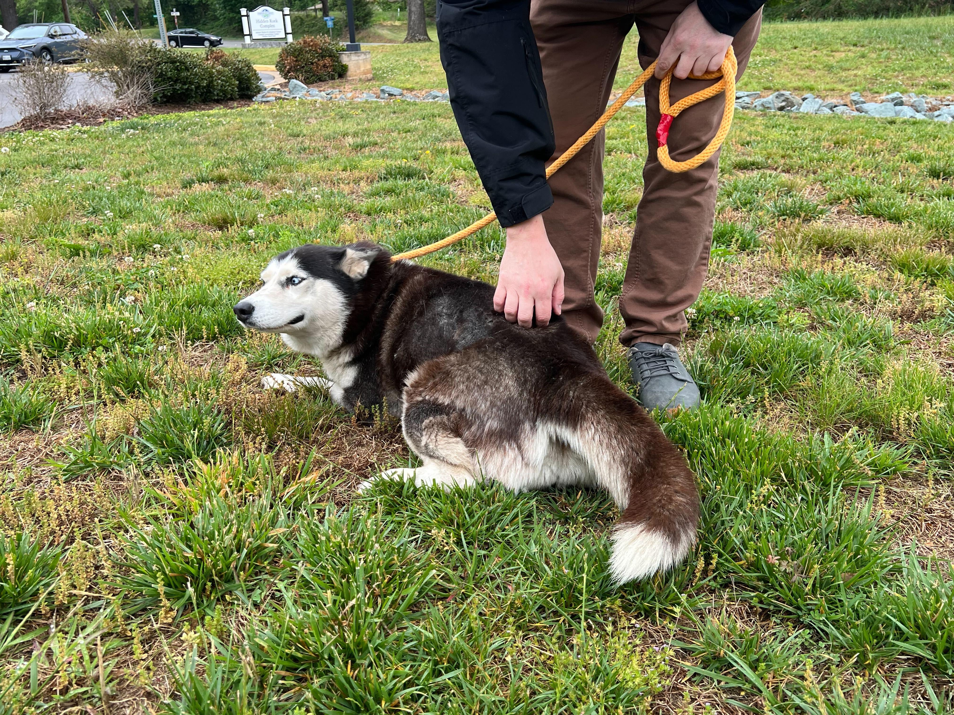 Juno, a ADOPTABLE Siberian Husky in Maidens, VA image 4/5