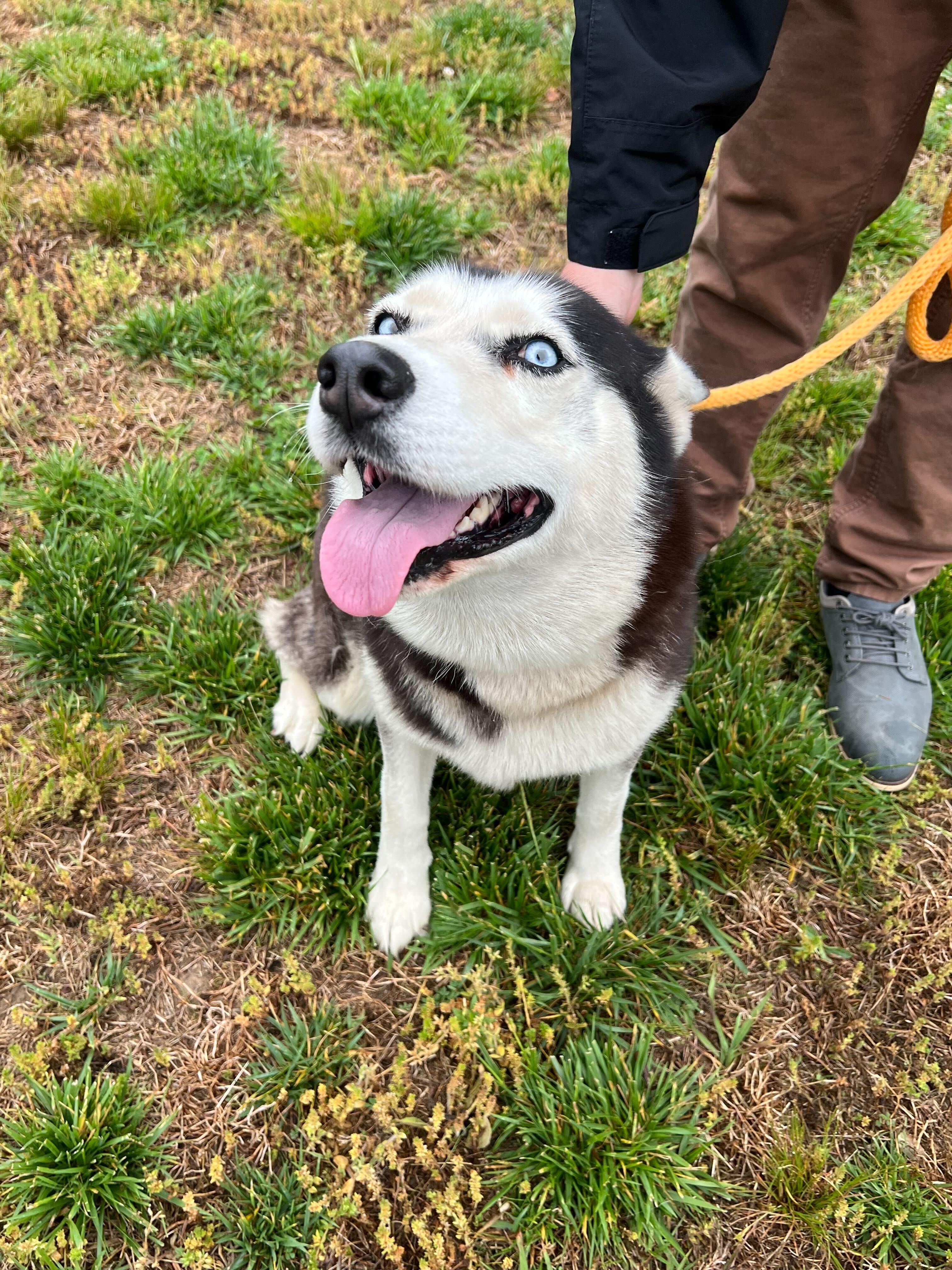 Juno, a ADOPTABLE Siberian Husky in Maidens, VA image 2/5