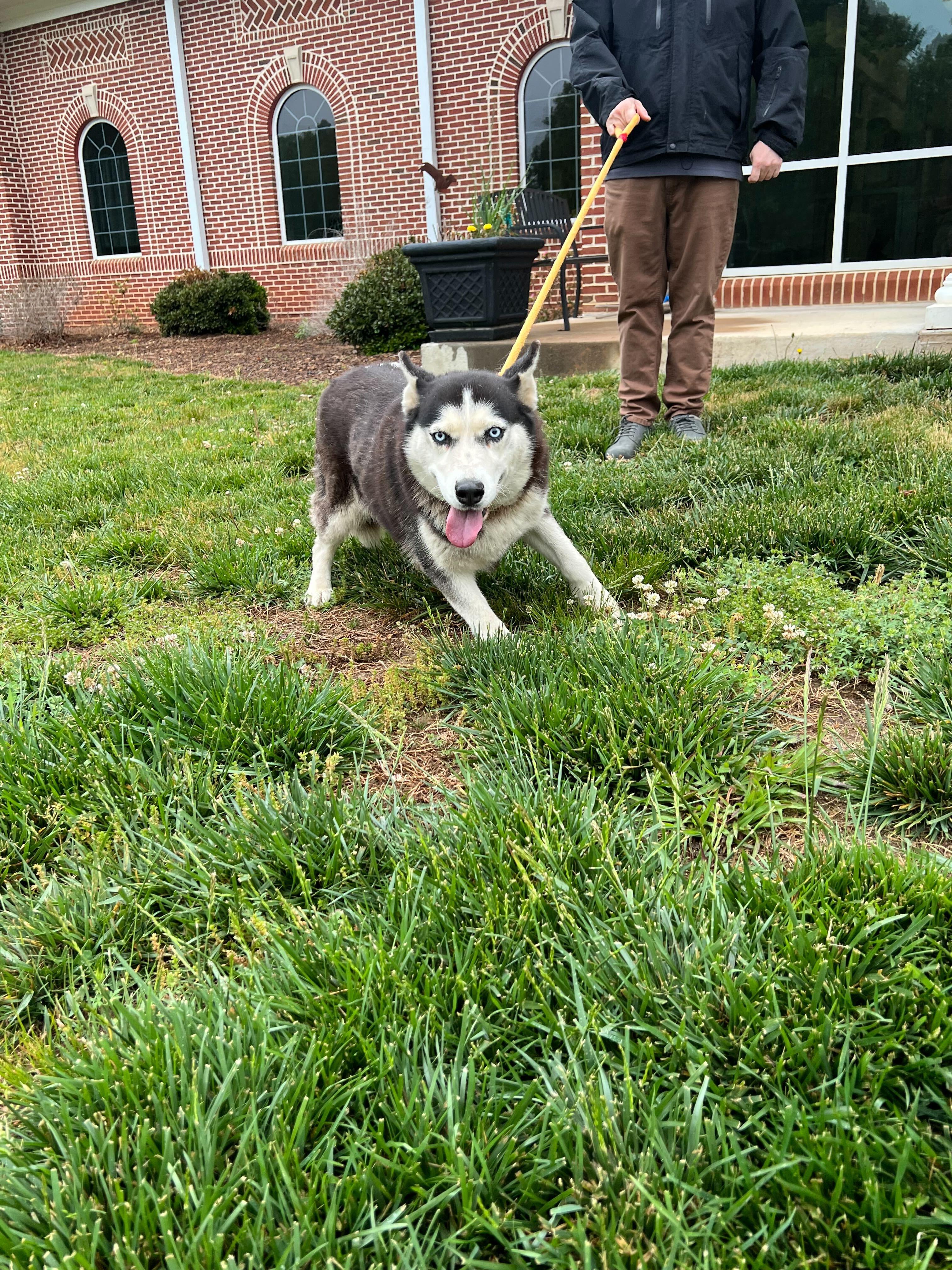 Juno, a ADOPTABLE Siberian Husky in Maidens, VA image 5/5