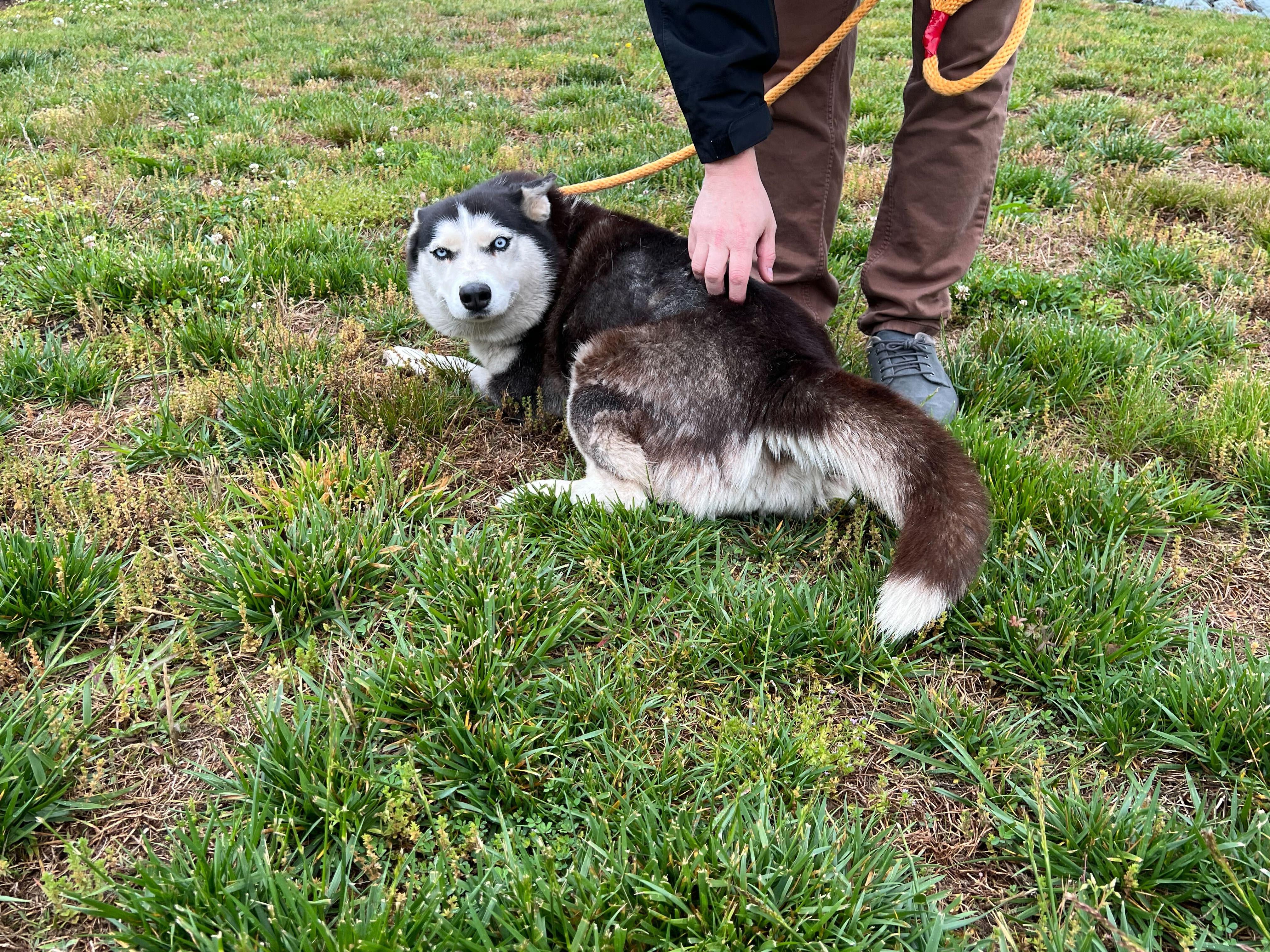 Juno, a ADOPTABLE Siberian Husky in Maidens, VA image 3/5