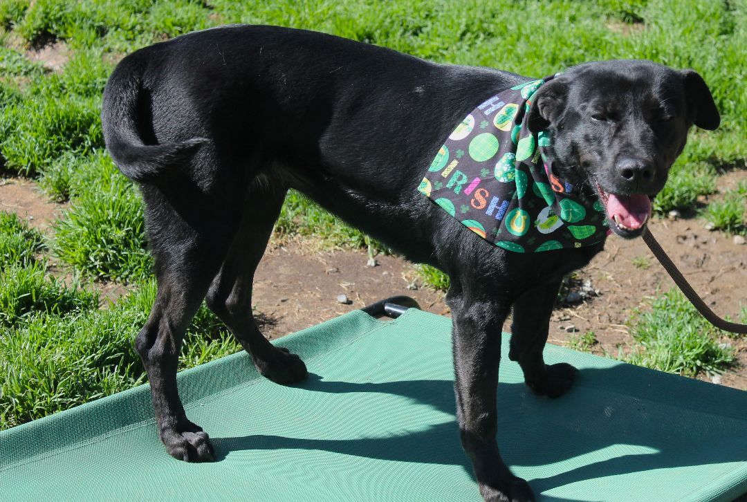 Stoogie, Adoptable, Adult Female Black Labrador Retriever.