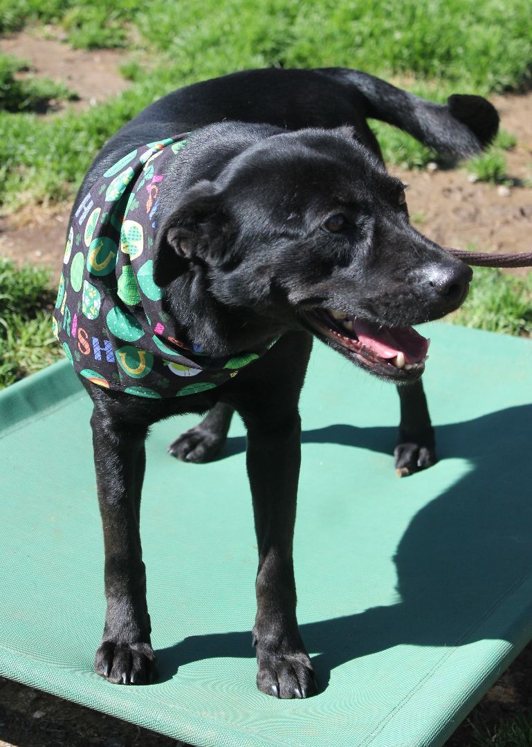 Stoogie, a Adoptable mixed breed in Shelby, NC image 2/12