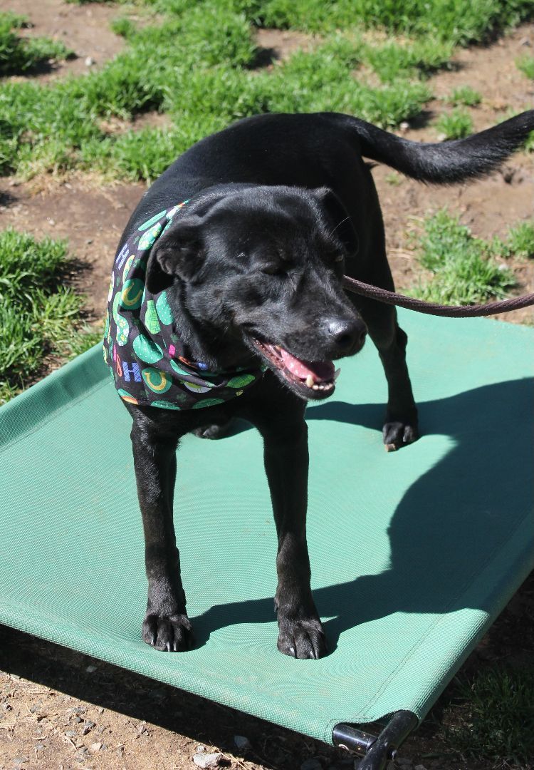 Stoogie, a Adoptable mixed breed in Shelby, NC image 3/12