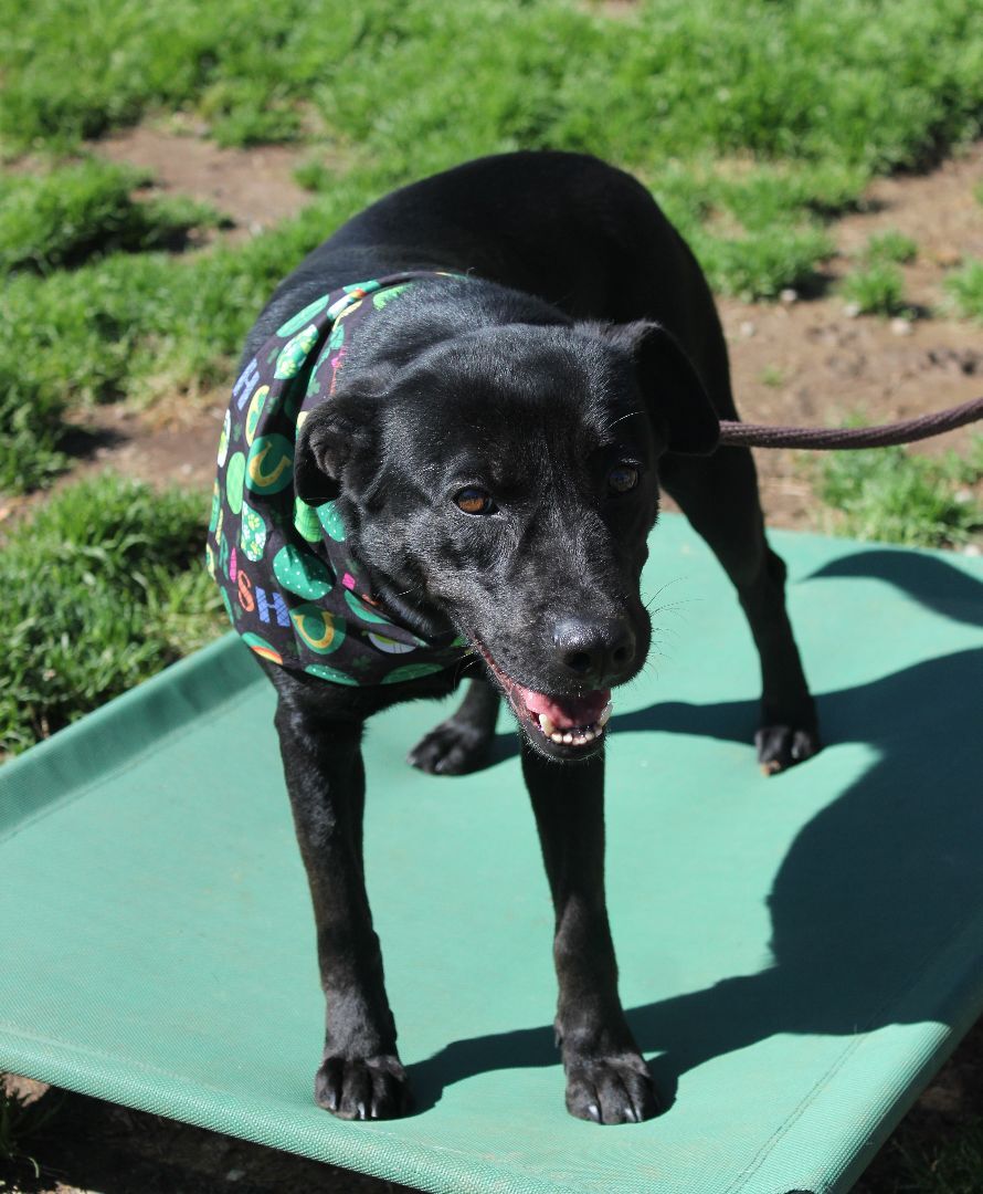 Stoogie, a Adoptable mixed breed in Shelby, NC image 4/12