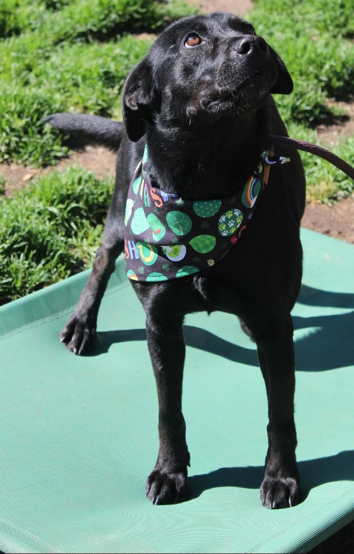 Stoogie, a Adoptable mixed breed in Shelby, NC image 5/12