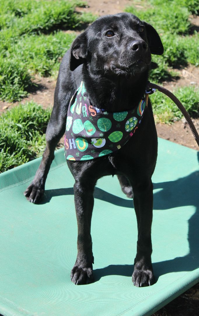 Stoogie, a Adoptable mixed breed in Shelby, NC image 6/12