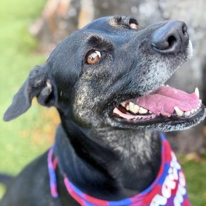 Alana, Adoptable, Adult Female Mixed Breed & Mixed Breed.