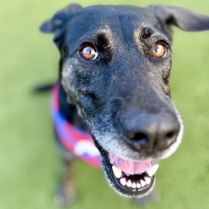 Alana, a Adoptable mixed breed in Largo, FL image 2/3
