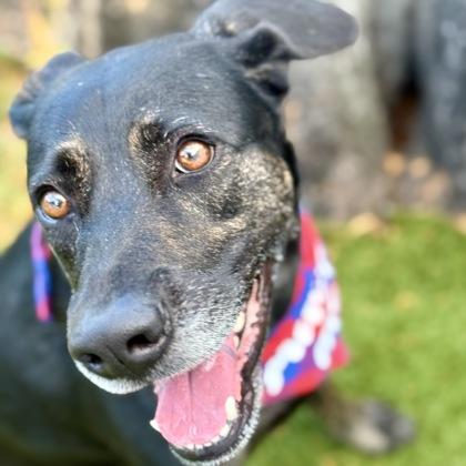Alana, a Adoptable mixed breed in Largo, FL image 3/3