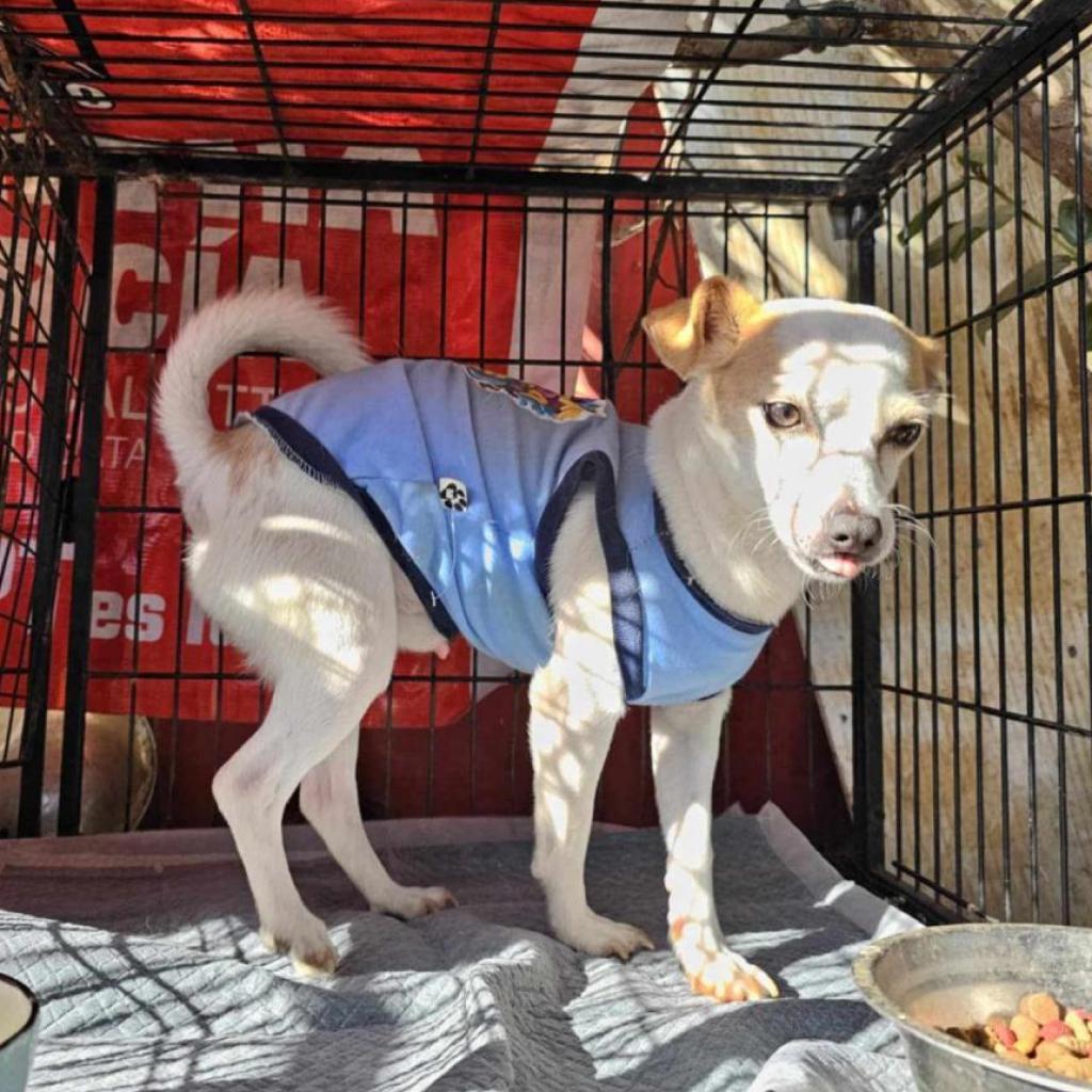 Quint — thumbnail 2