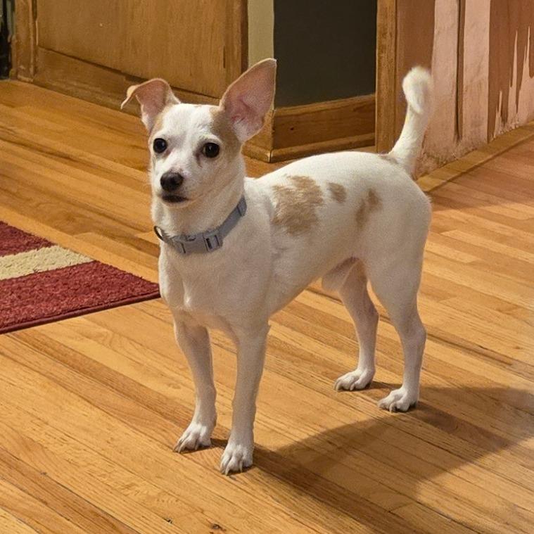 Quint — thumbnail 3