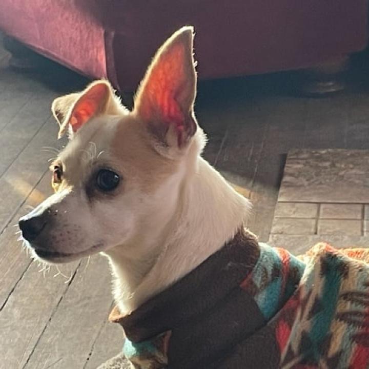 Quint — thumbnail 4