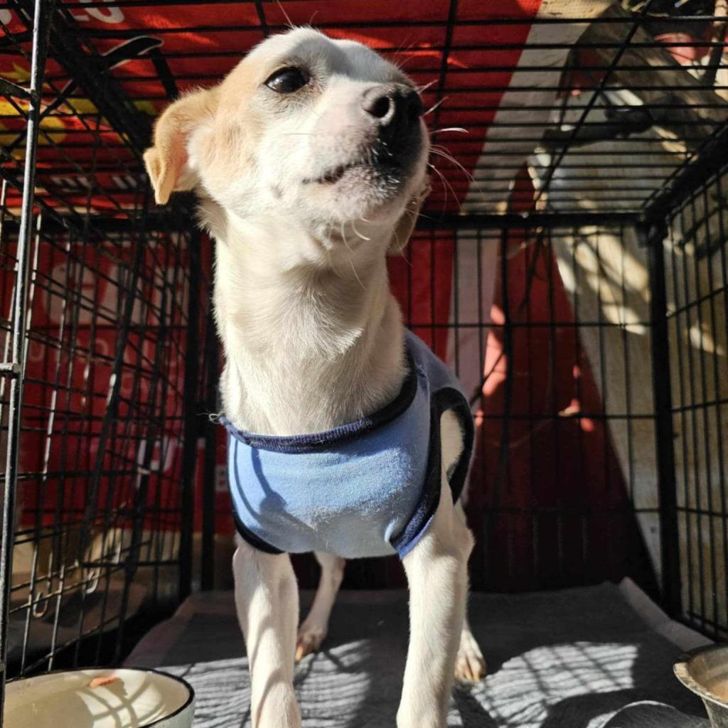 Quint — thumbnail 6