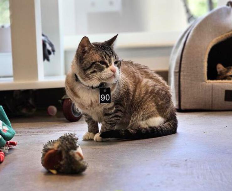 Kain, adopted, Adult Male Domestic Short Hair.