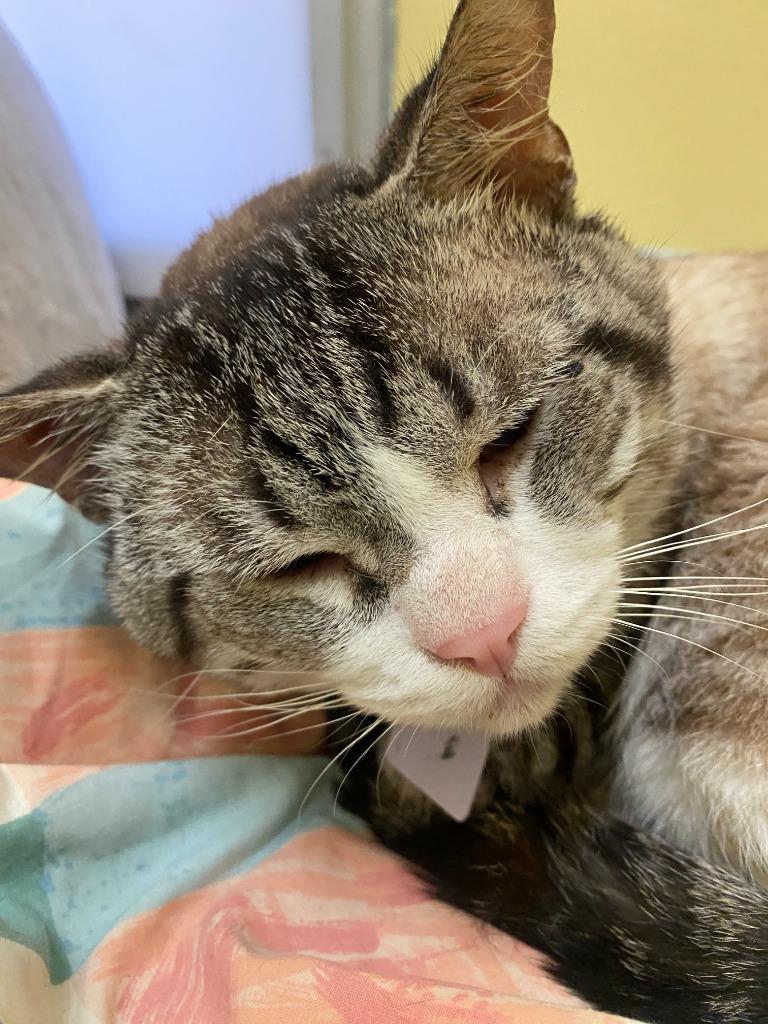 Enlarge Kain, an adopted mixed breed in Sultan, WA image 3/3