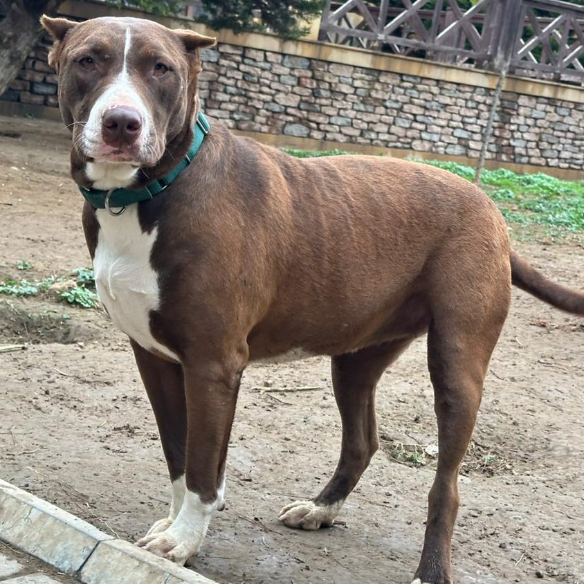 Bright BONNIE from Baku!, Adult Female Boxer