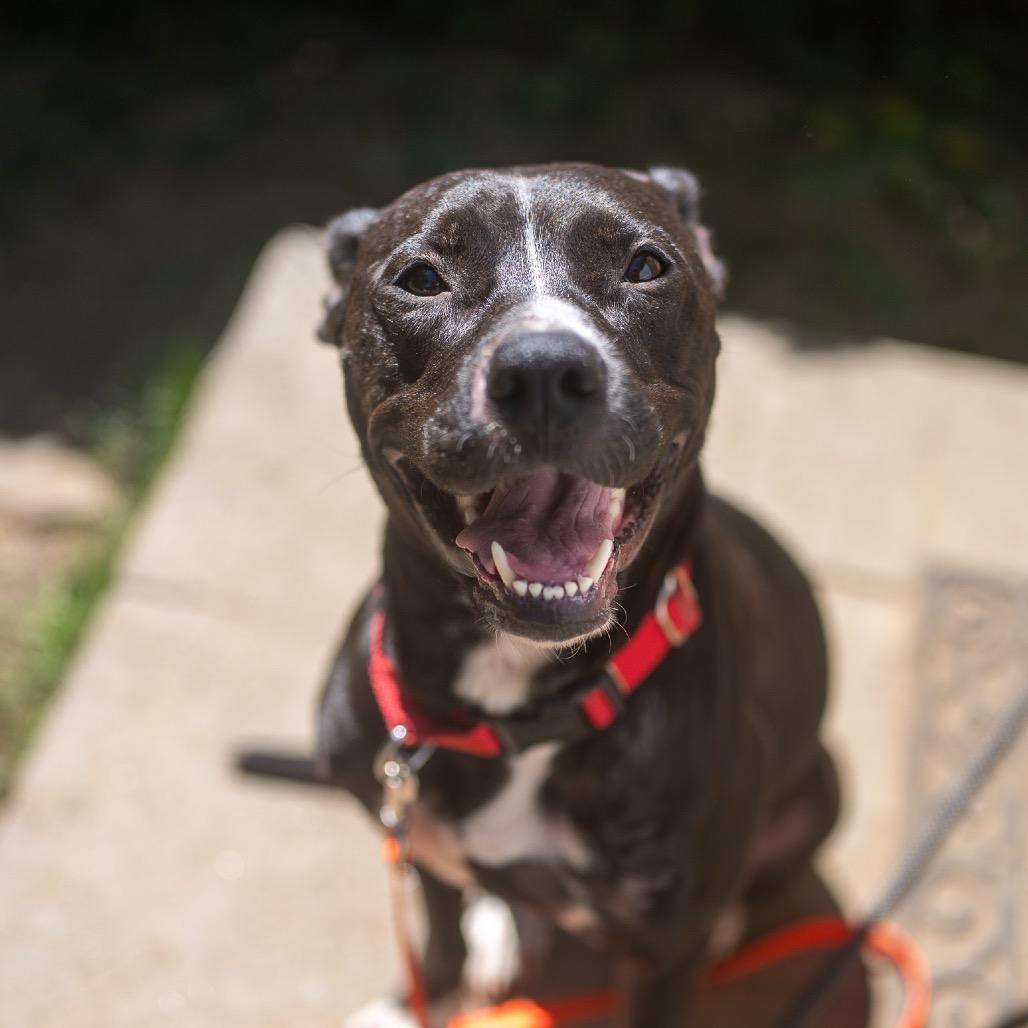 Enlarge Skunk, a Adoptable mixed breed in Pawling, NY image 1/6