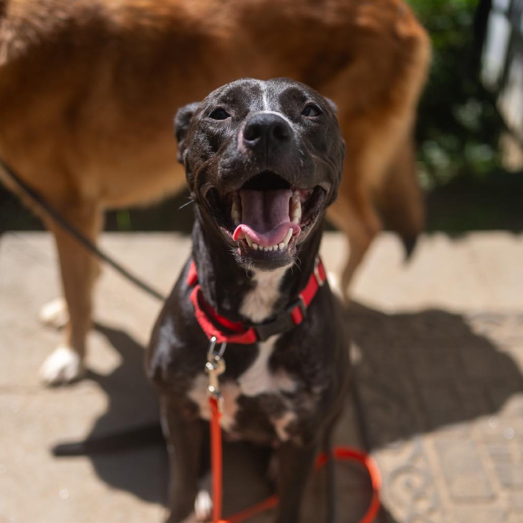 Enlarge Skunk, a Adoptable mixed breed in Pawling, NY image 2/6