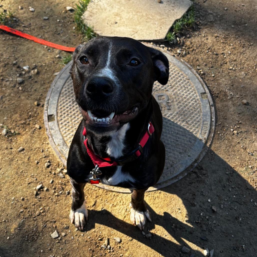 Enlarge Skunk, a Adoptable mixed breed in Pawling, NY image 3/6