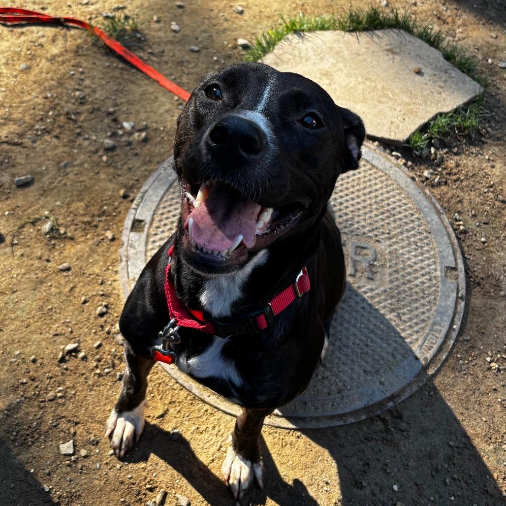 Enlarge Skunk, a Adoptable mixed breed in Pawling, NY image 5/6