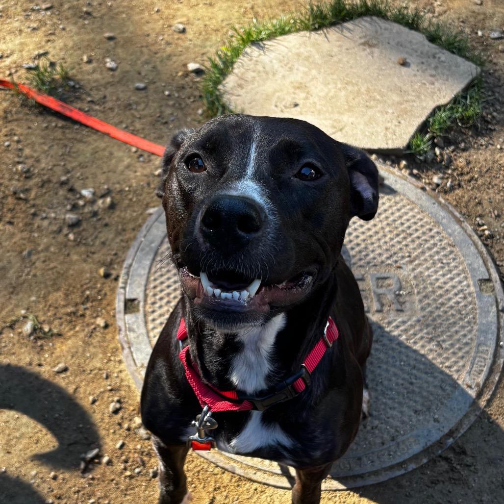 Enlarge Skunk, a Adoptable mixed breed in Pawling, NY image 6/6