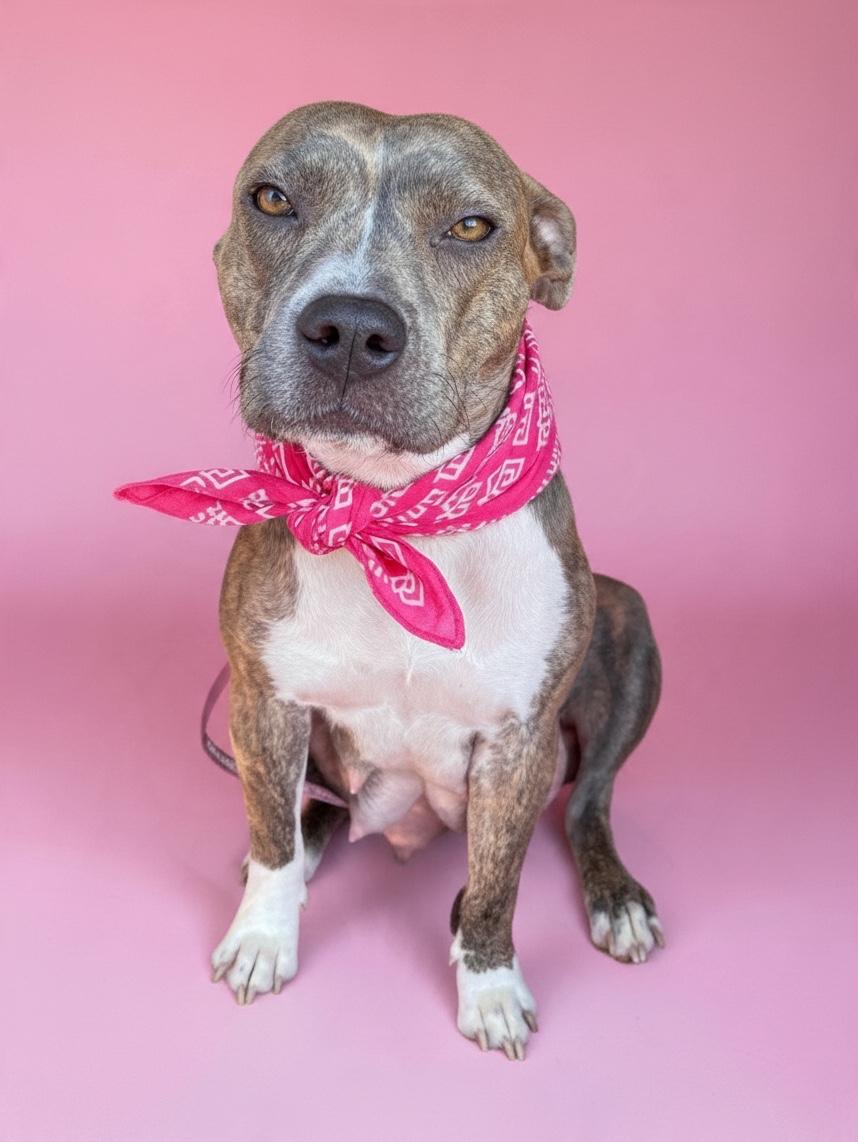 Betsy-ADOPT Me, Adoptable, Adult Female American Staffordshire Terrier & Boston Terrier.
