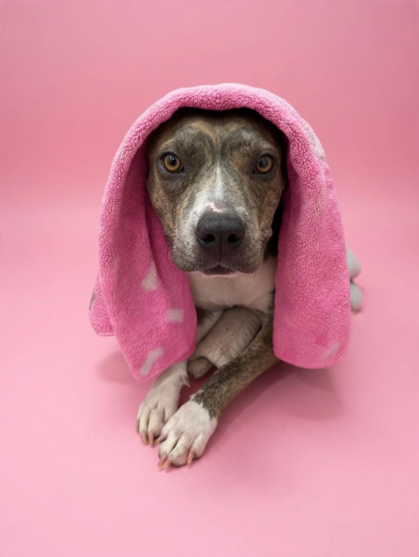 Enlarge Betsy-ADOPT Me, a Adoptable mixed breed in Redondo Beach, CA image 2/6
