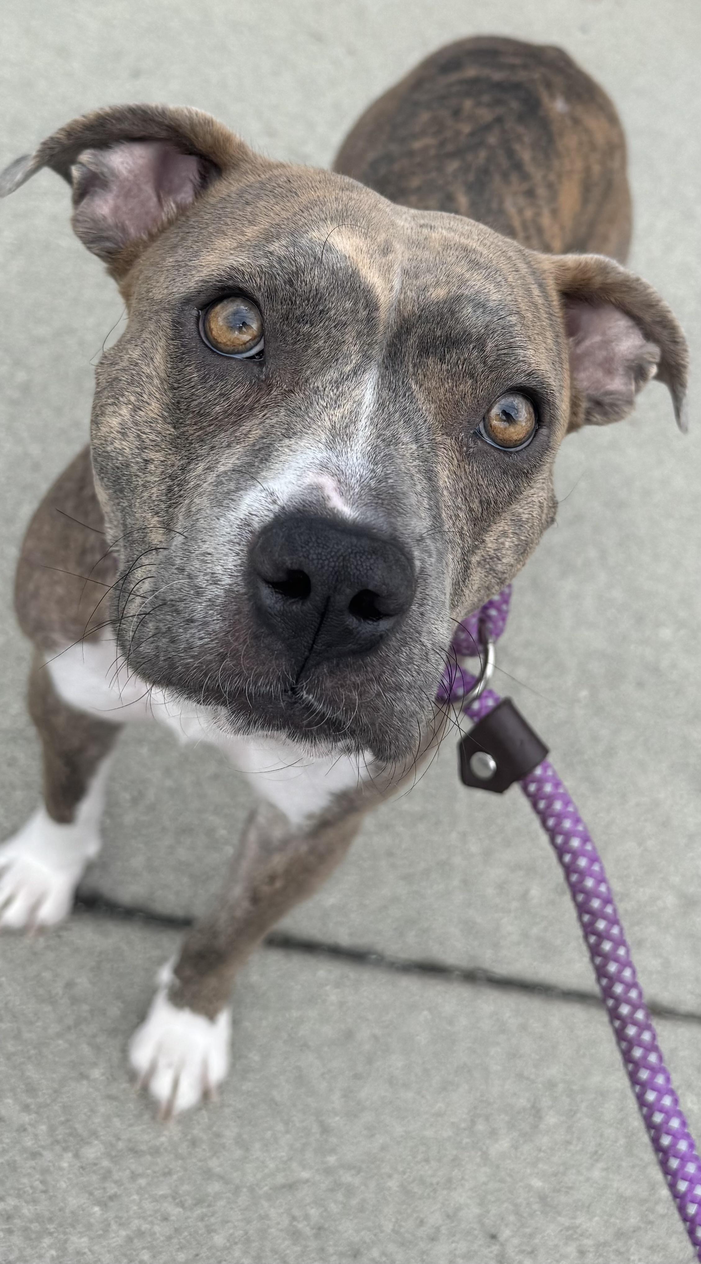 Enlarge Betsy-ADOPT Me, a Adoptable mixed breed in Redondo Beach, CA image 4/6