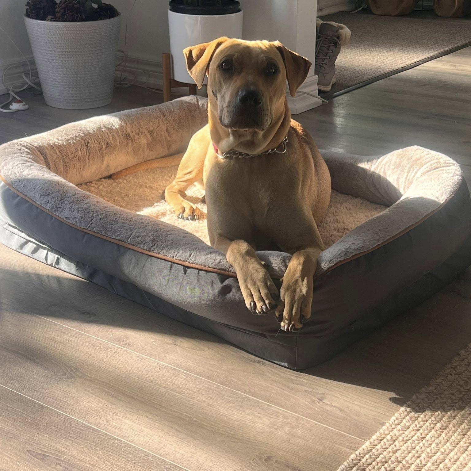 Enlarge Cider, a ADOPTABLE mixed breed in Woodstock, ON image 1/6