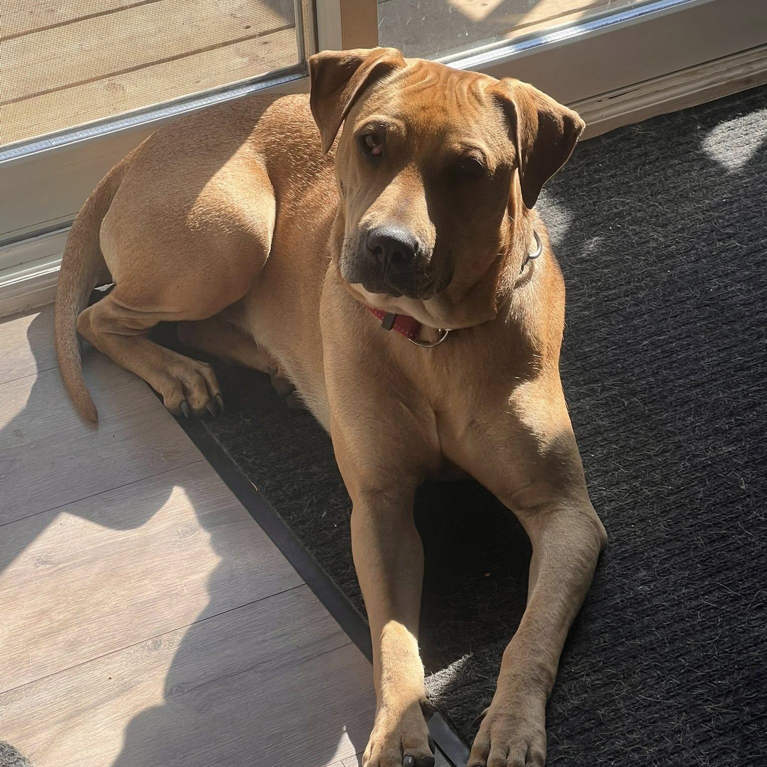 Enlarge Cider, a ADOPTABLE mixed breed in Woodstock, ON image 4/6