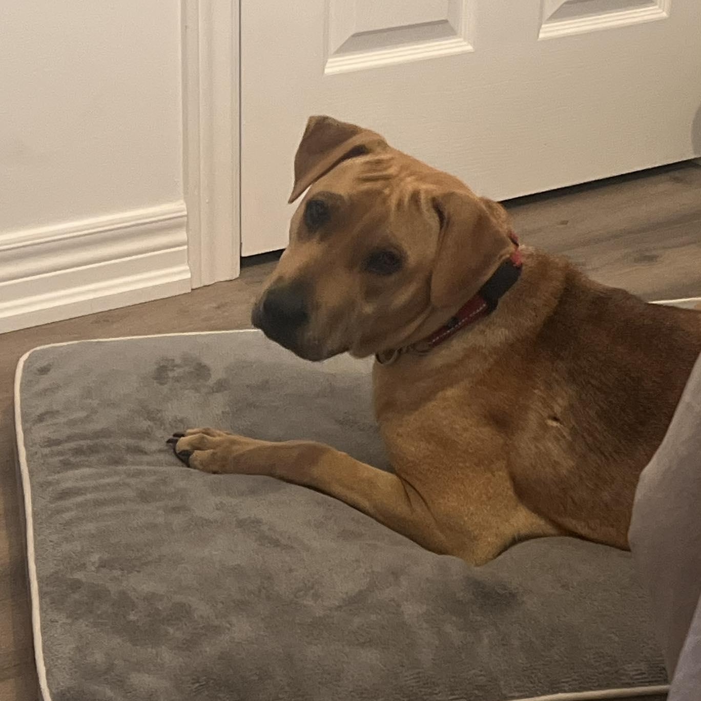 Enlarge Cider, a ADOPTABLE mixed breed in Woodstock, ON image 6/6