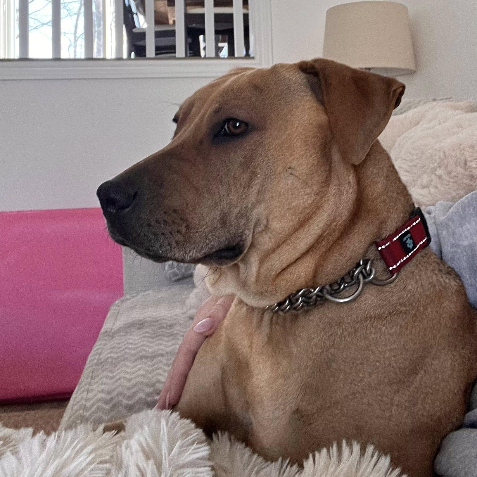 Enlarge Cider, a ADOPTABLE mixed breed in Woodstock, ON image 5/6