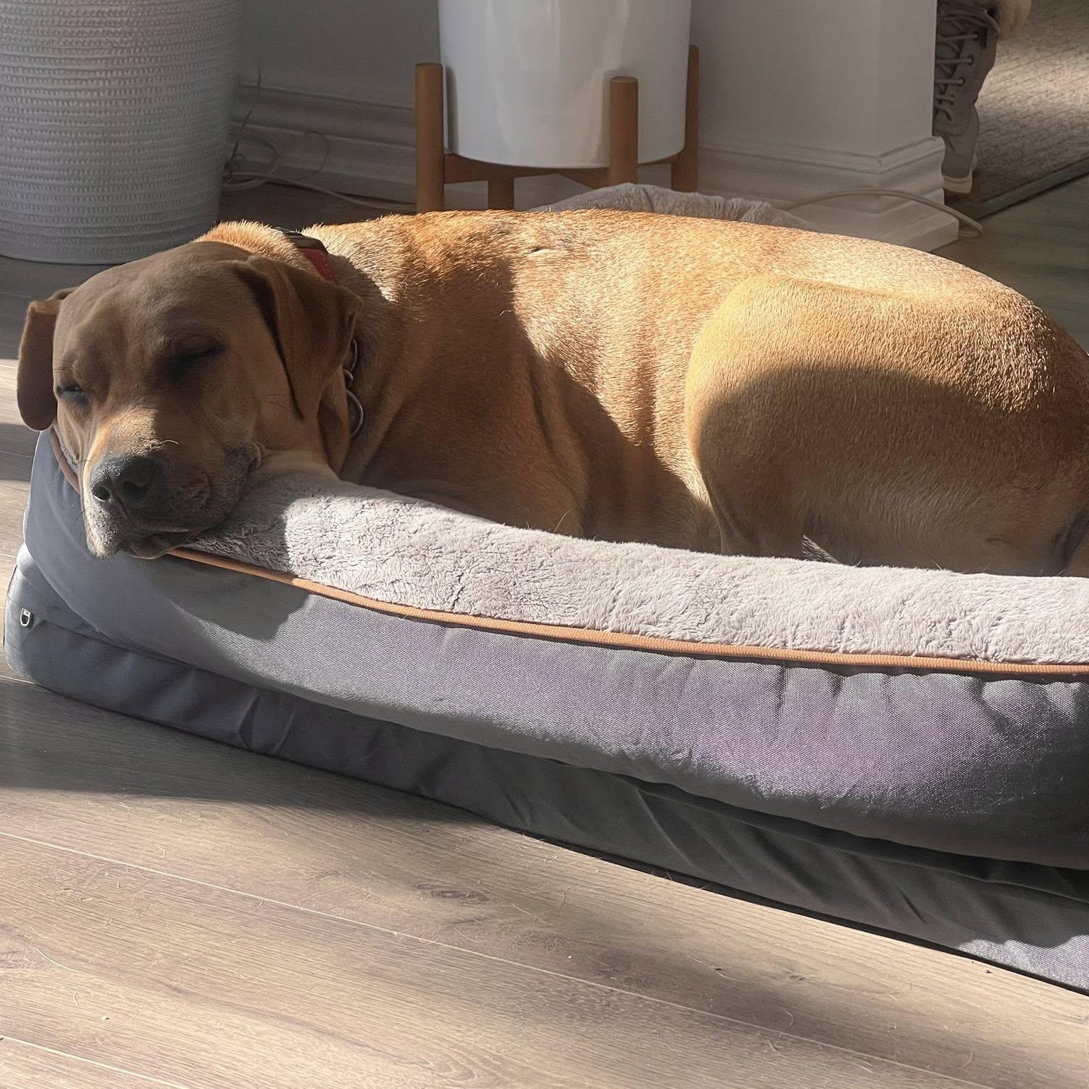 Enlarge Cider, a ADOPTABLE mixed breed in Woodstock, ON image 2/6