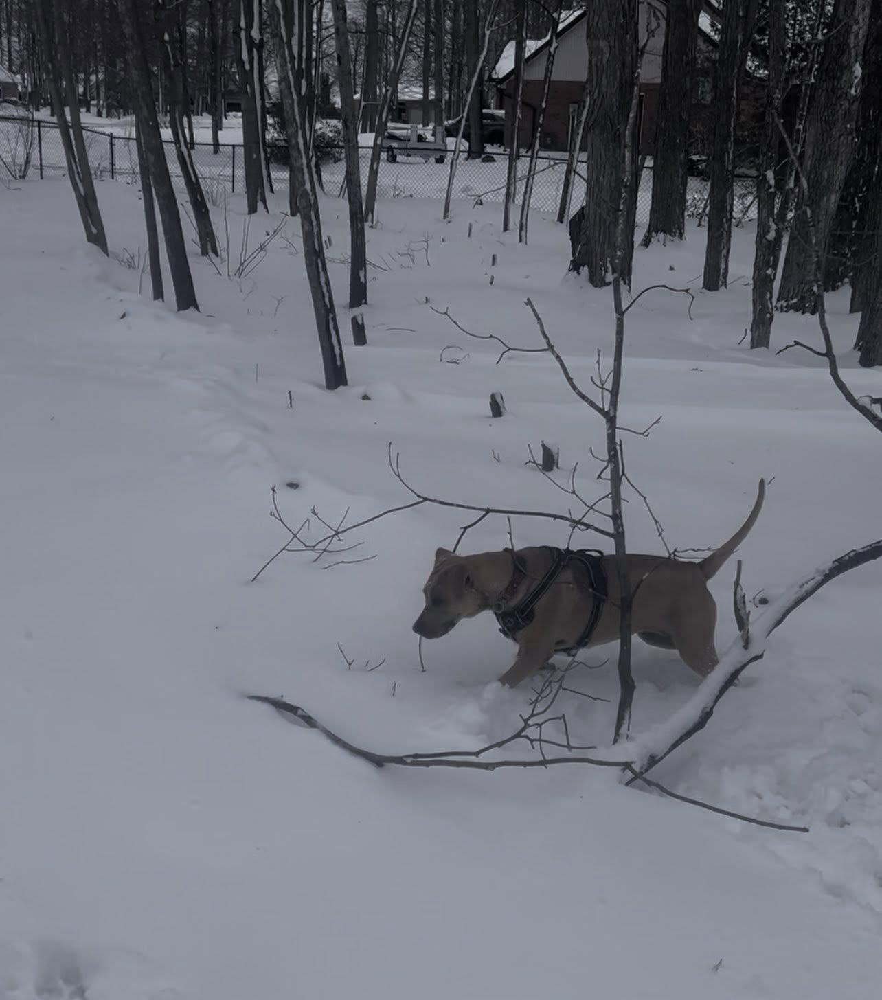 Enlarge Cider, a ADOPTABLE mixed breed in Woodstock, ON image 3/6