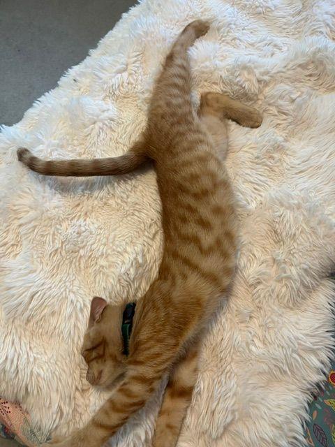 Blaze, an adopted Domestic Short Hair in Lake Orion, MI image 4/6