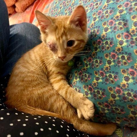 Blaze, an adopted Domestic Short Hair in Lake Orion, MI image 6/6