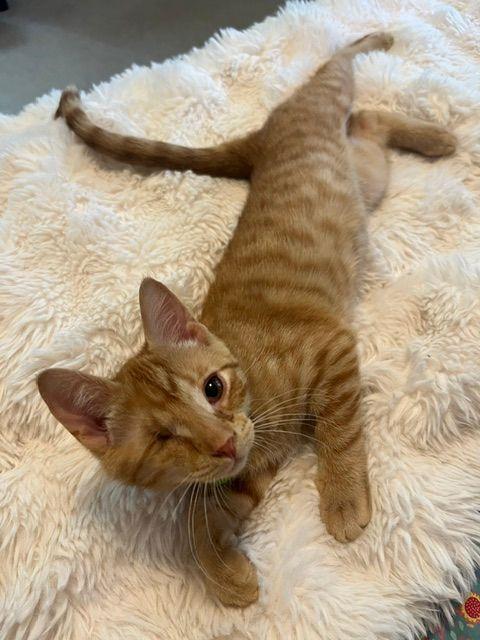 Blaze, an adopted Domestic Short Hair in Lake Orion, MI image 3/6