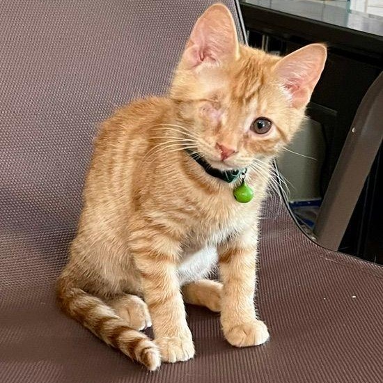 Blaze, an adopted Domestic Short Hair in Lake Orion, MI image 1/6