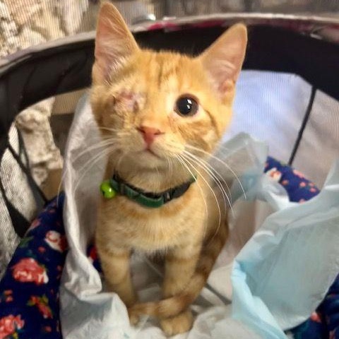 Blaze, an adopted Domestic Short Hair in Lake Orion, MI image 5/6
