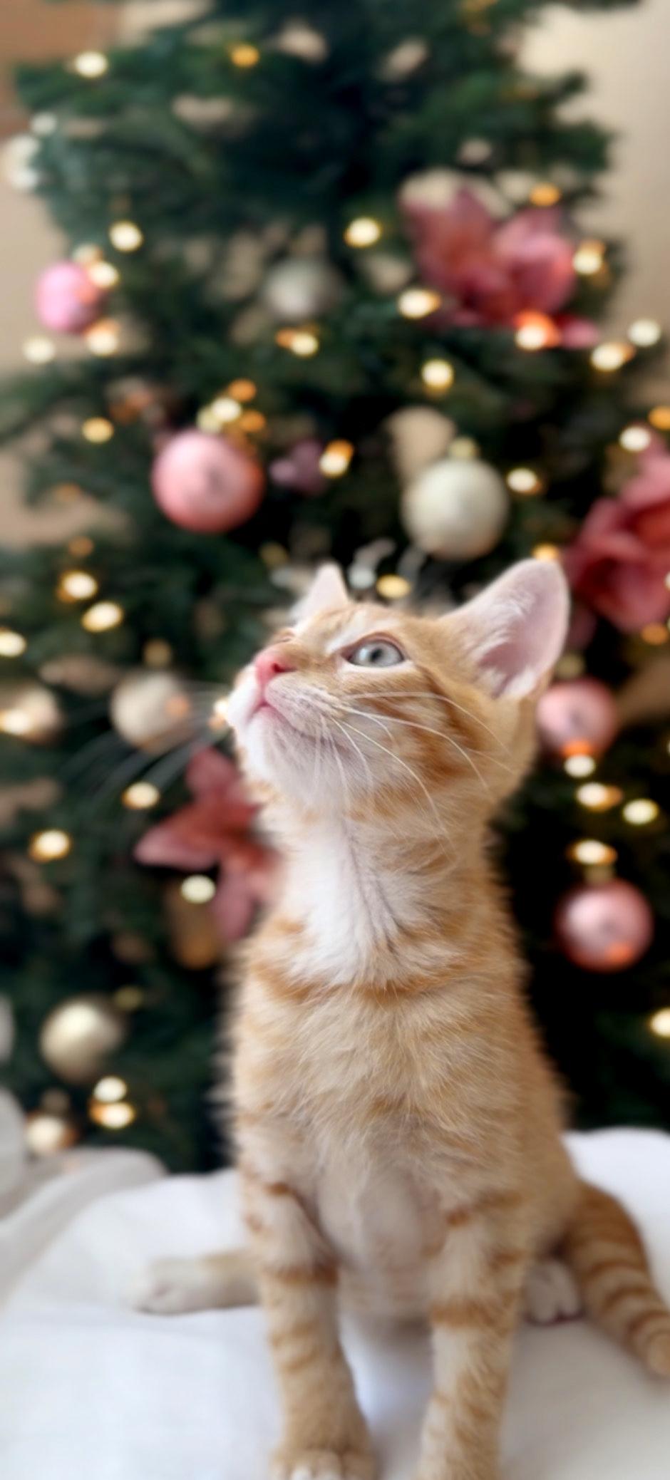 Bruno, a Adoptable mixed breed in Lake Monroe, FL image 1/2