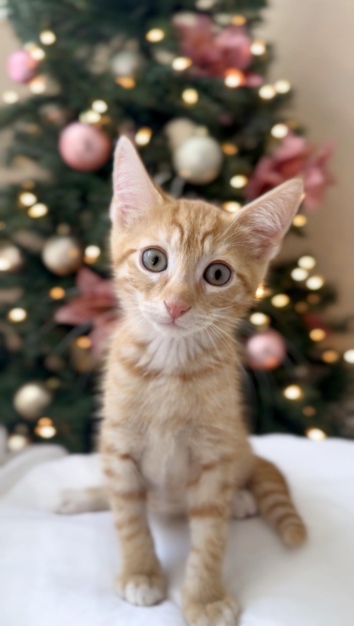 Bruno, Adoptable, Kitten Male Domestic Short Hair & Tiger.