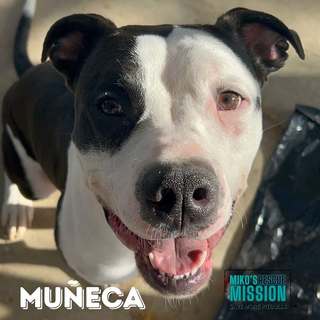 Muneca, ADOPTABLE, Adult Female Pit Bull Terrier & American Staffordshire Terrier.