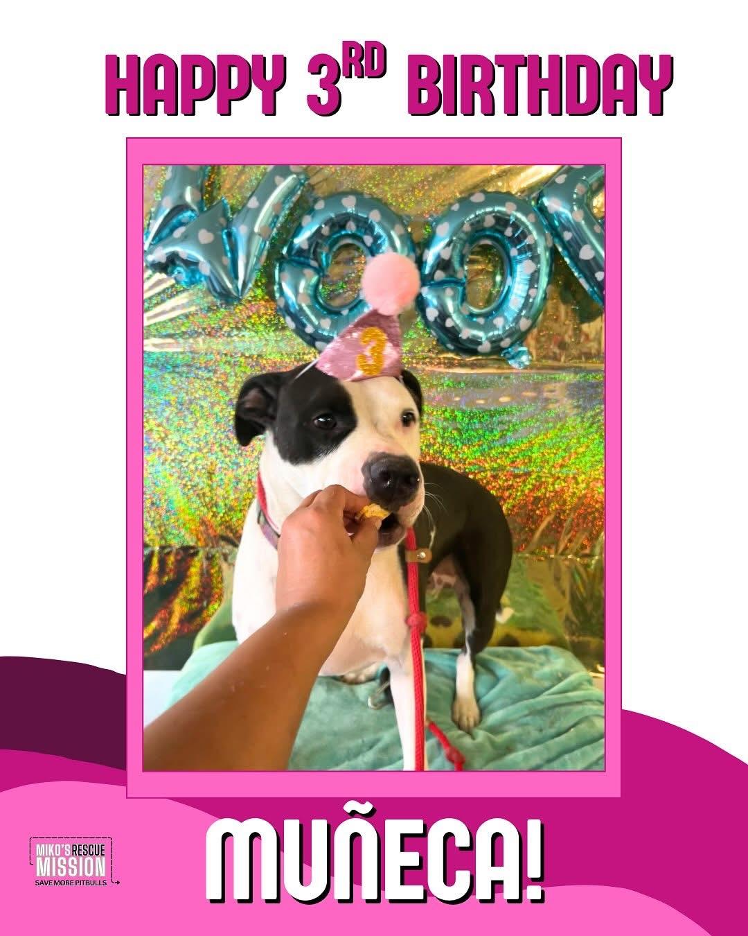 Enlarge Muneca, a ADOPTABLE mixed breed in Rancho Palos Verdes, CA image 2/3