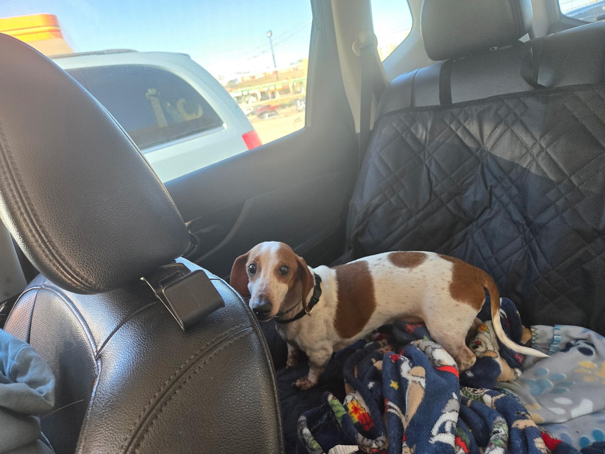 Boston, Adoptable, Adult Male Miniature Dachshund.