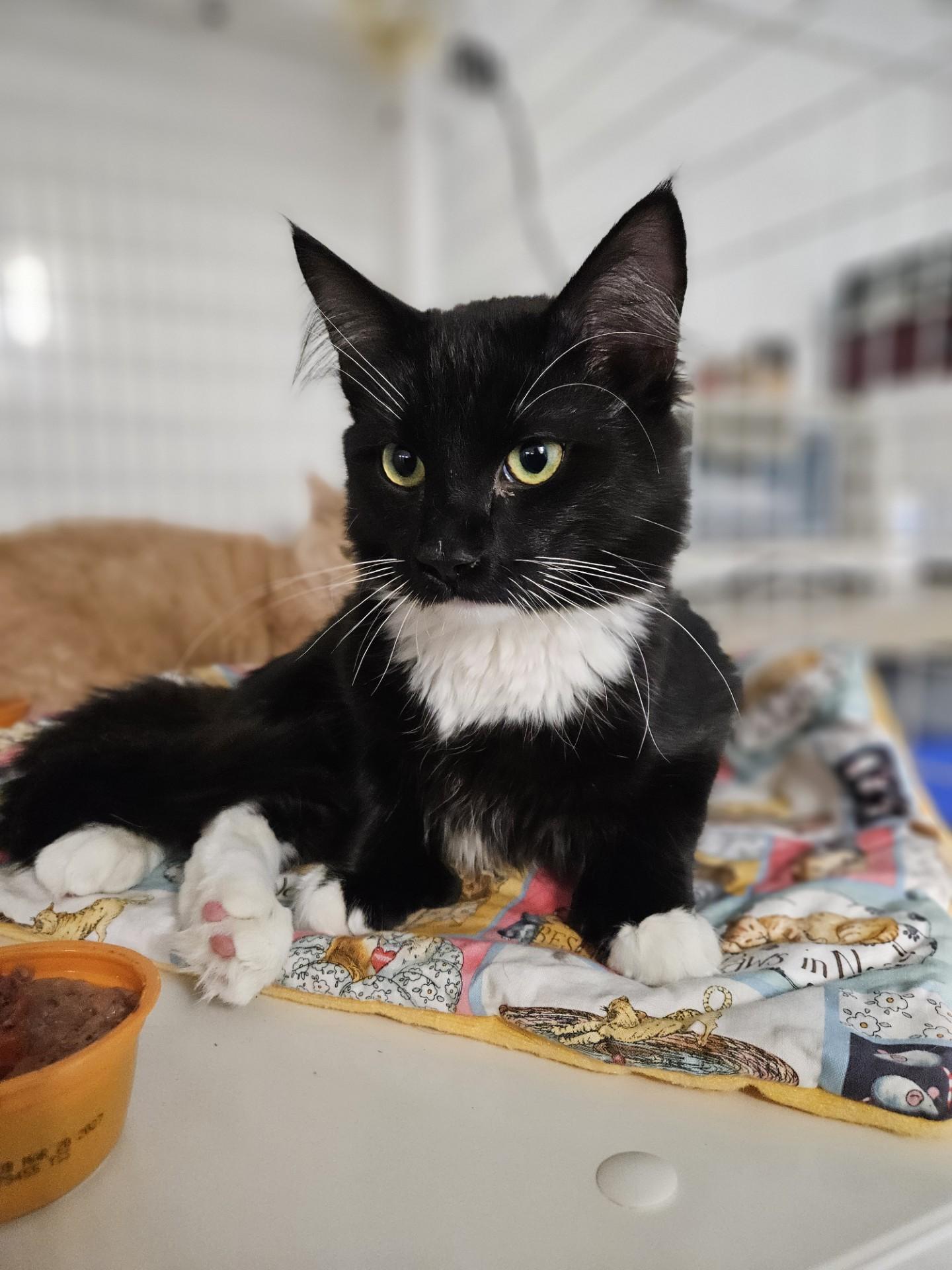 Mosambi, ADOPTABLE, Adult Female Domestic Medium Hair.