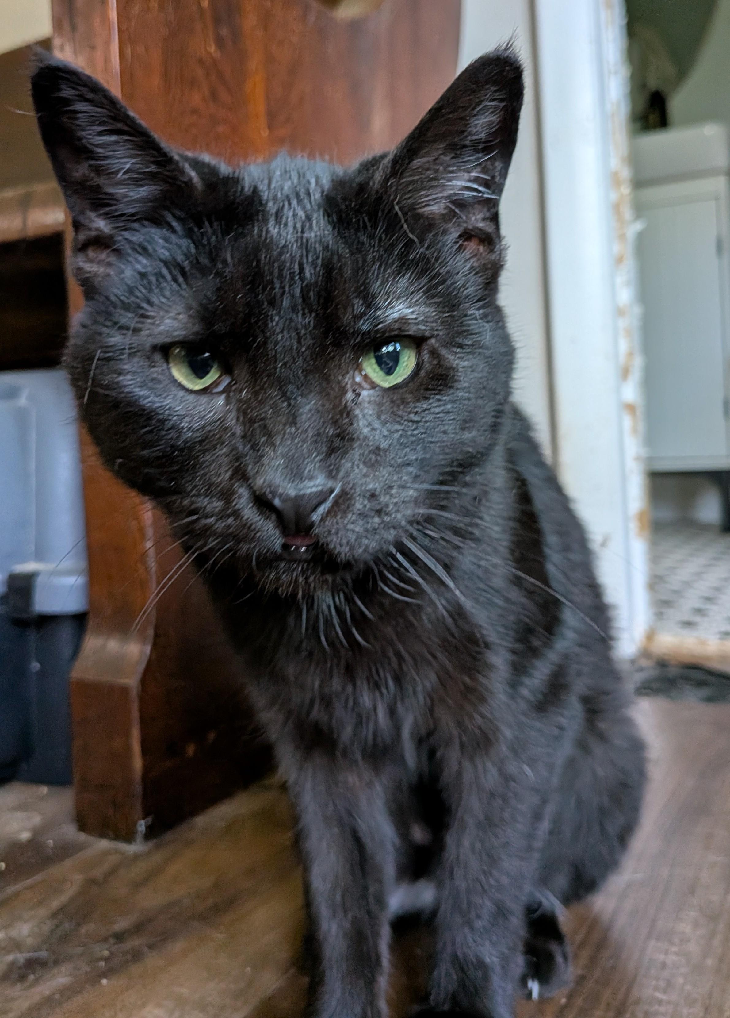 Enlarge Lulu, a Adoptable Domestic Short Hair in Xenia, OH image 1/4